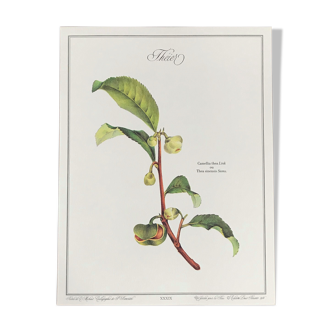 Planche botanique le Théier