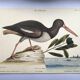 Antique bird plate - The Oyster Taker - beautiful engraving by Seligmann