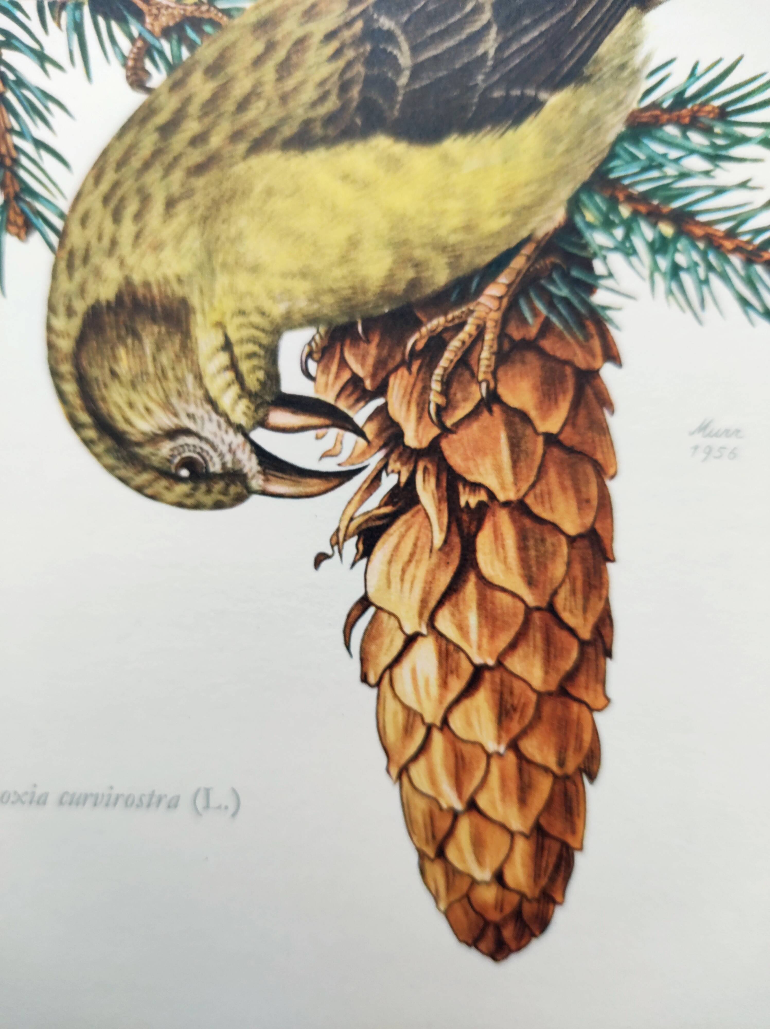 Old bird plate from the 1960s - Red Crossbill - Animal zoological illustration