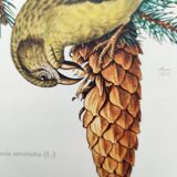 Old bird plate from the 1960s - Red Crossbill - Animal zoological illustration
