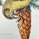 Old bird plate from the 1960s - Red Crossbill - Animal zoological illustration