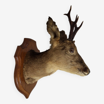 Stuffed and naturalized deer head taxidermy