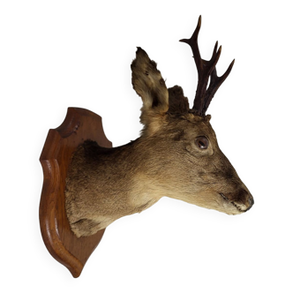 Stuffed and naturalized deer head taxidermy