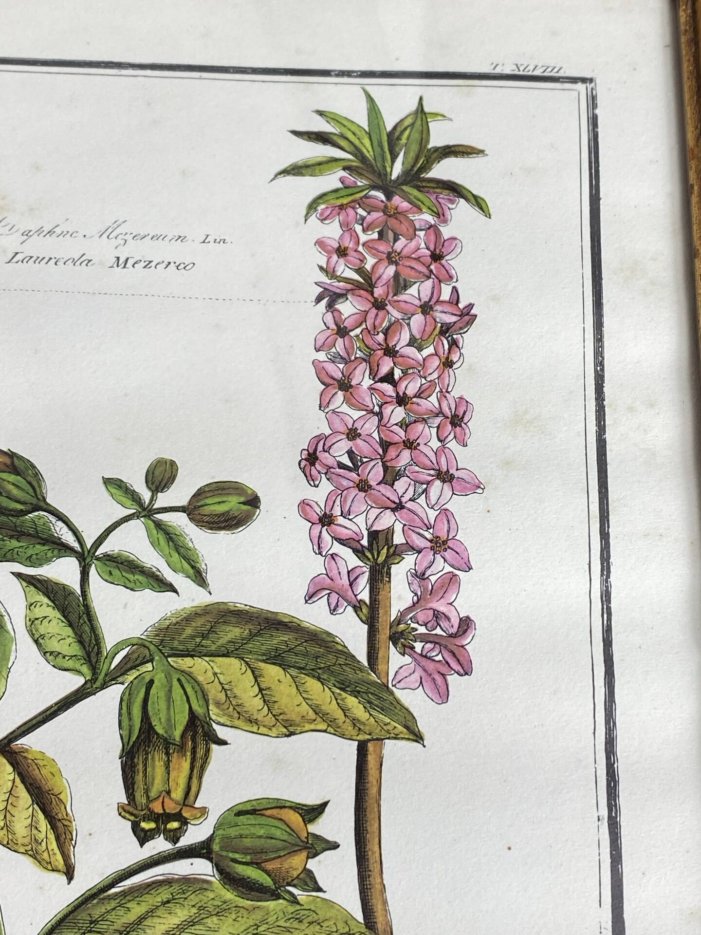Framed botanical print, Atropa Belladonna