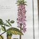 Framed botanical print, Atropa Belladonna