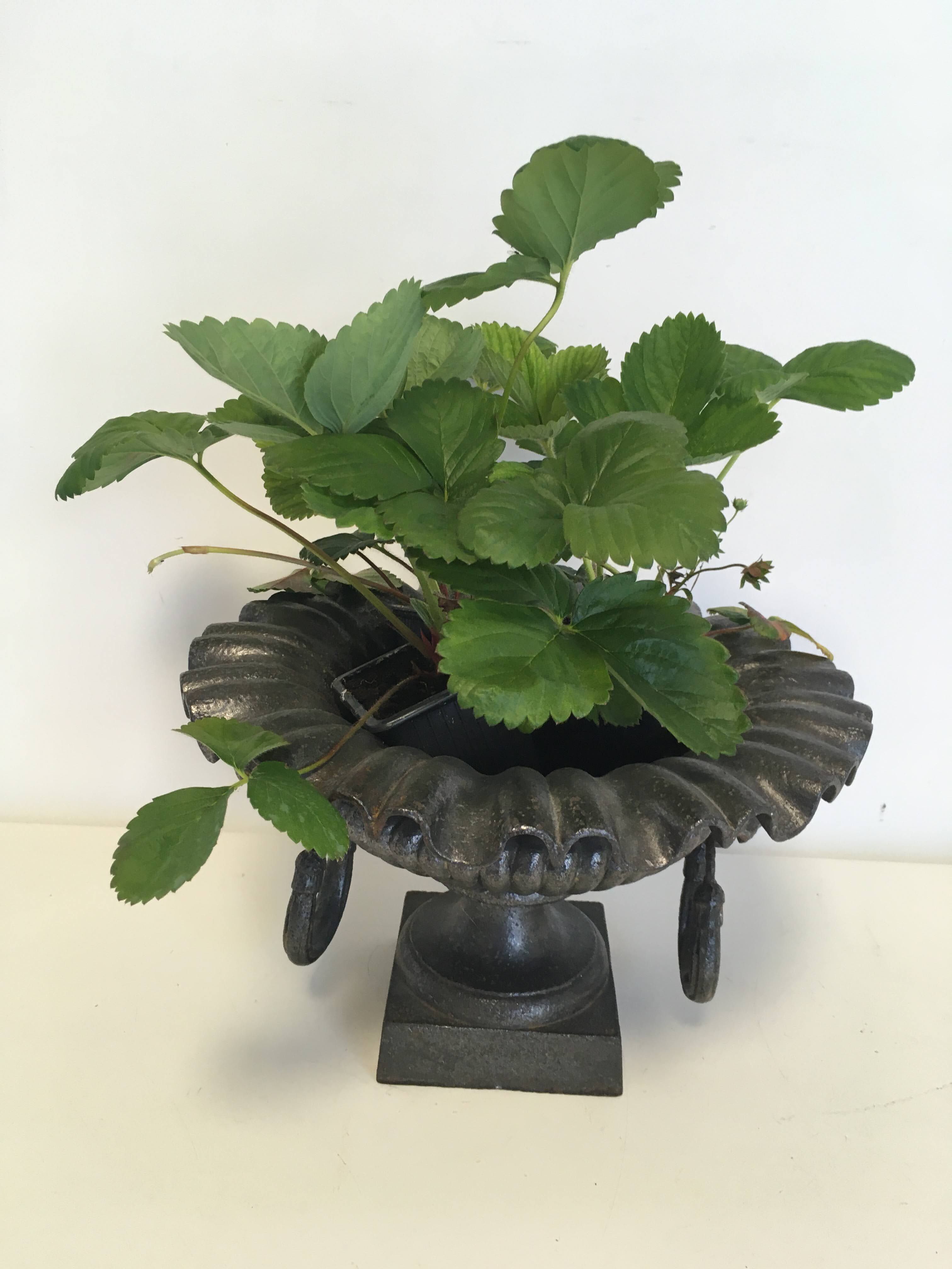 Cast-iron Medici vase