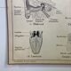School poster Hatier sight, hearing, smell, taste, touch