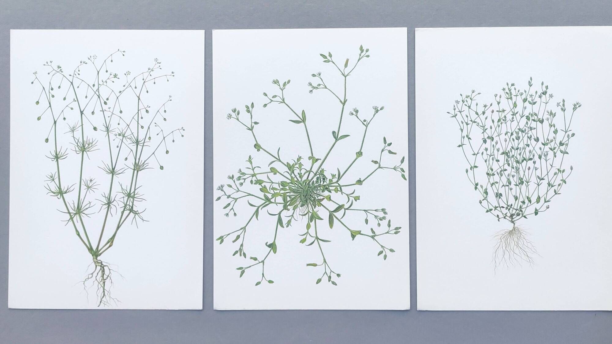 Lot of 3 vintage botanical plates from 1978 - including Field Spergule - Illustration of herbs