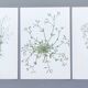 Lot of 3 vintage botanical plates from 1978 - including Field Spergule - Illustration of herbs