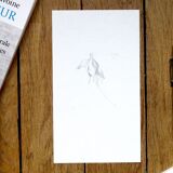 Fuchsia, original drawing