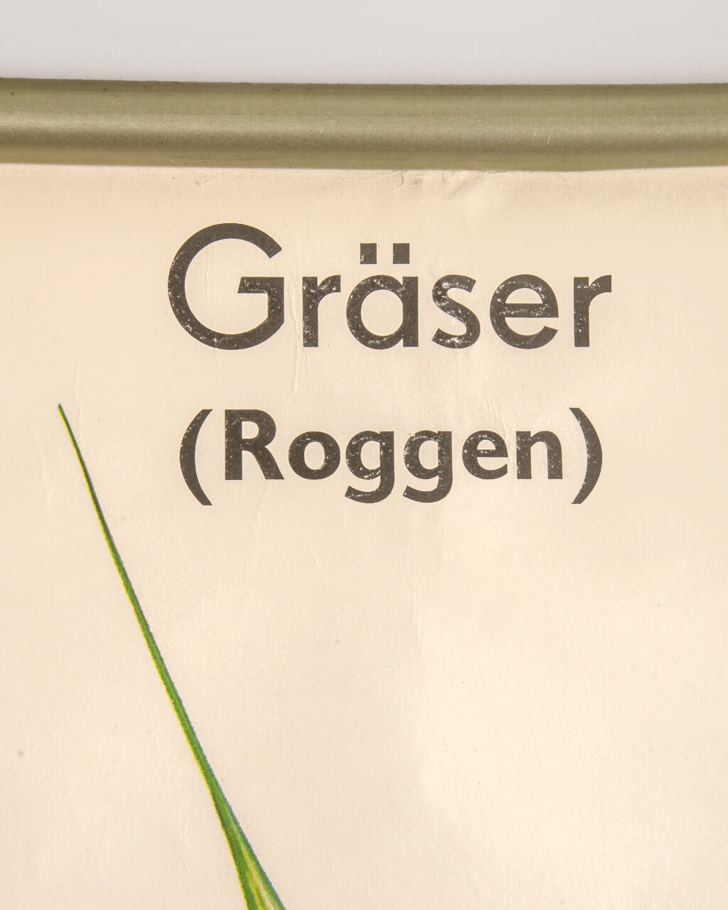 Affiche botanique Volk Und Wissen Volkseigener Verlag