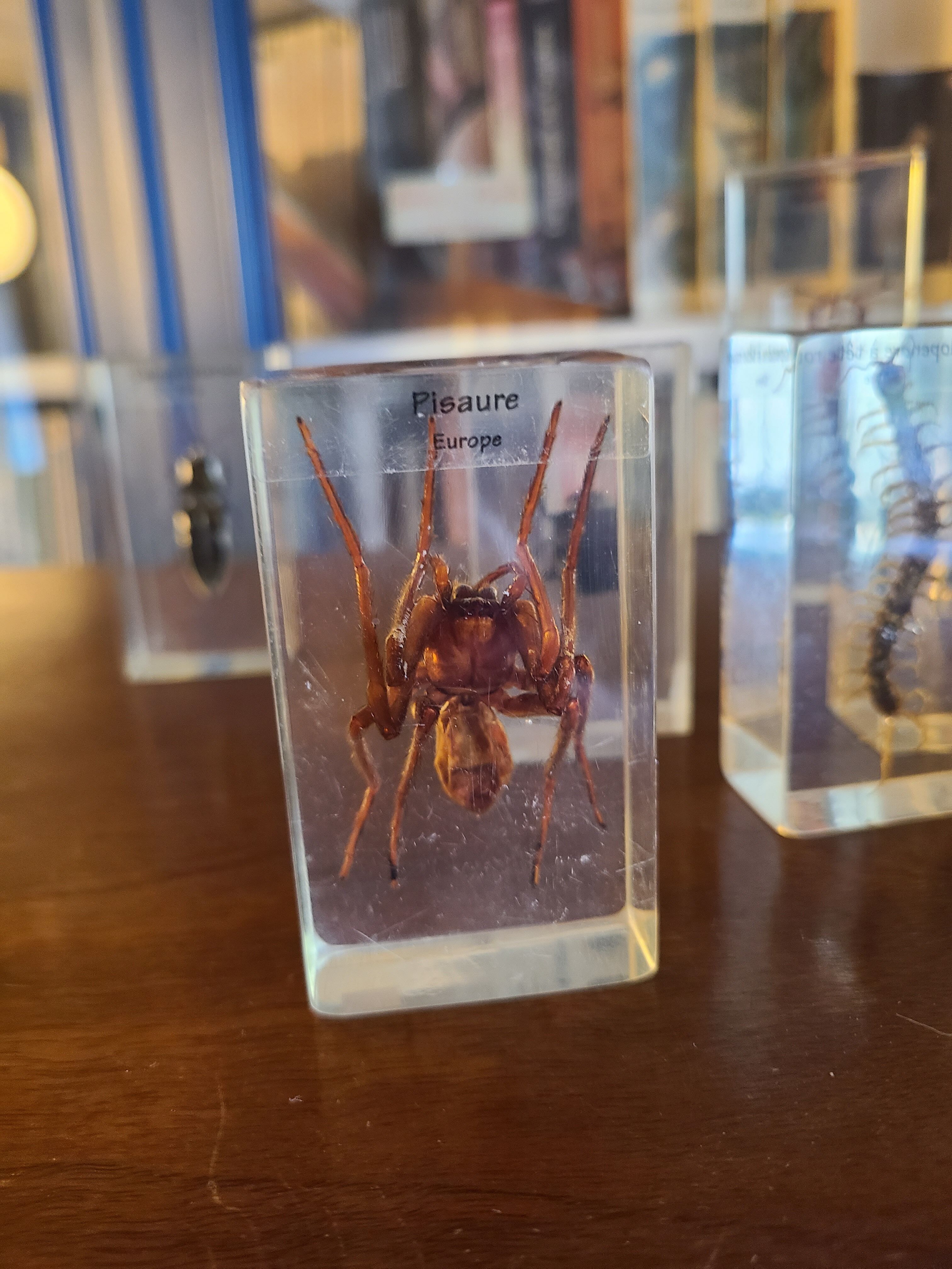 Insects under vintage resin