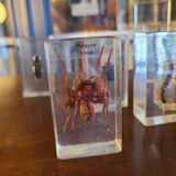 Insects under vintage resin