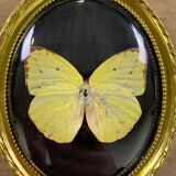 Butterfly under curved frame