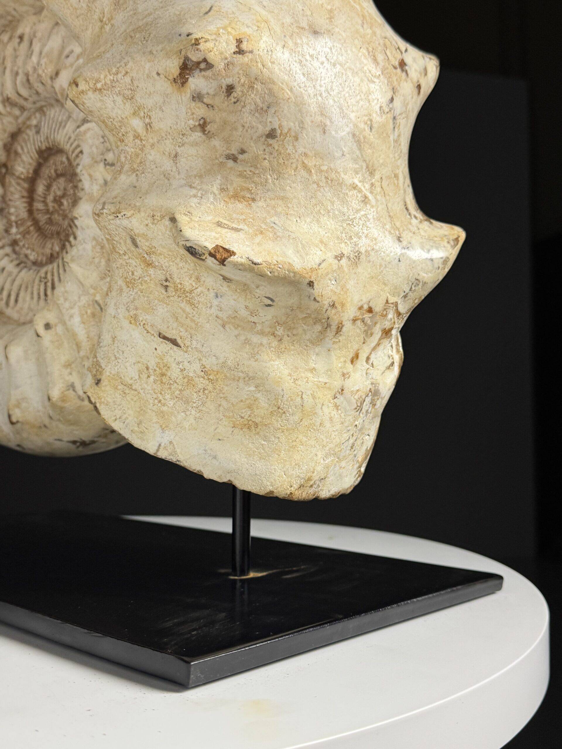 Fossile d'ammonite sur support