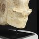 Fossile d'ammonite sur support