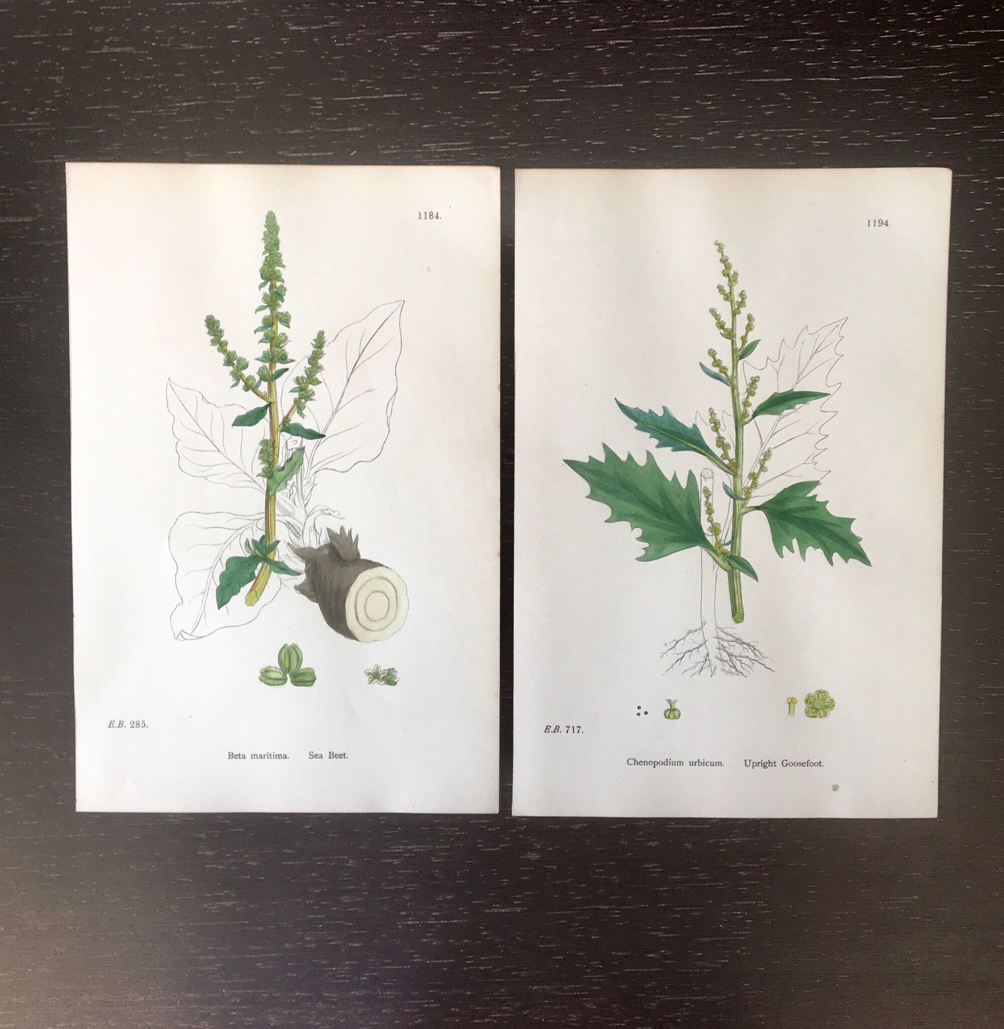 Botanical boards 1920