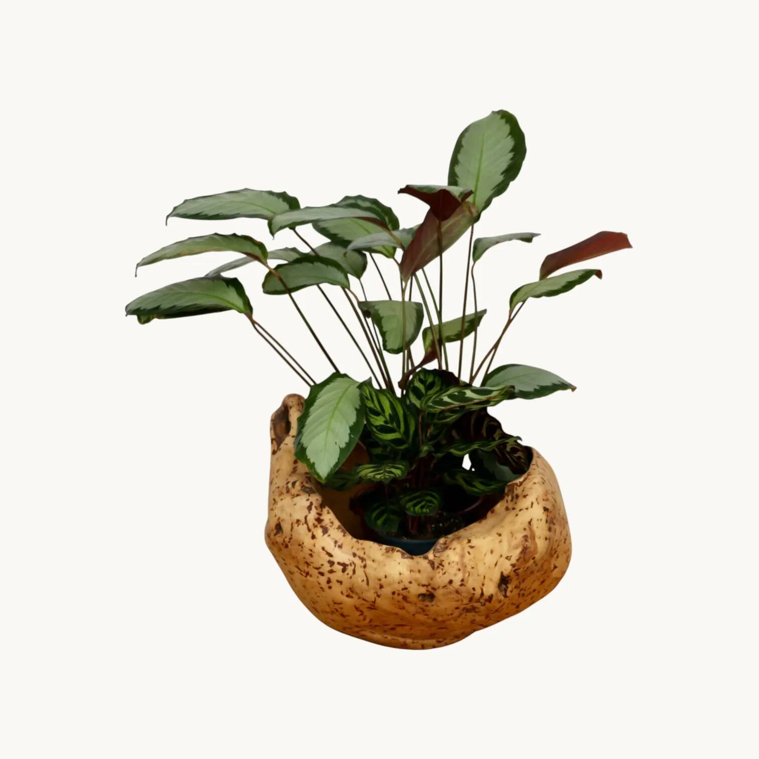 An elm magnifying glass, Sweden 1970s.