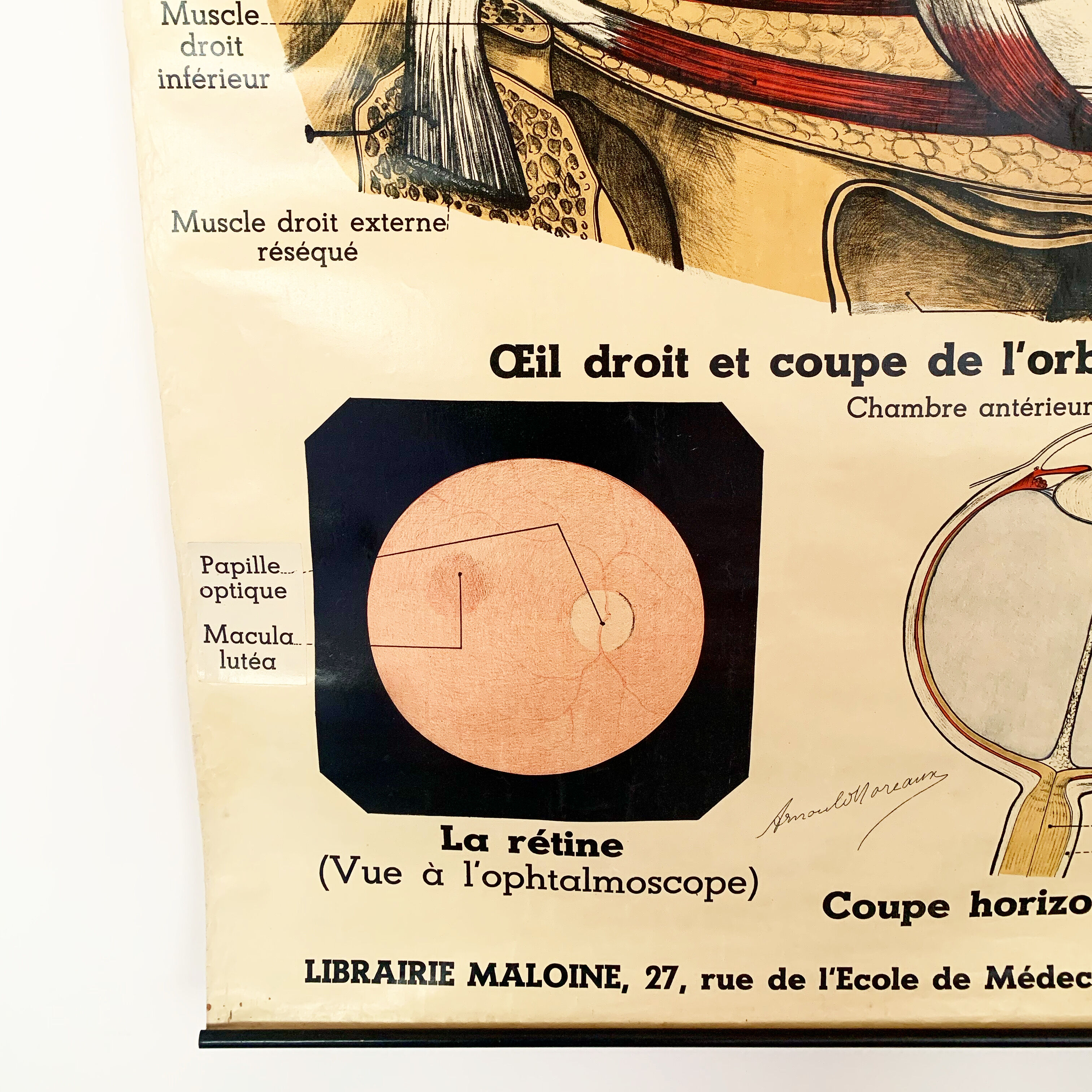 Vintage anatomical chart of man: the eye