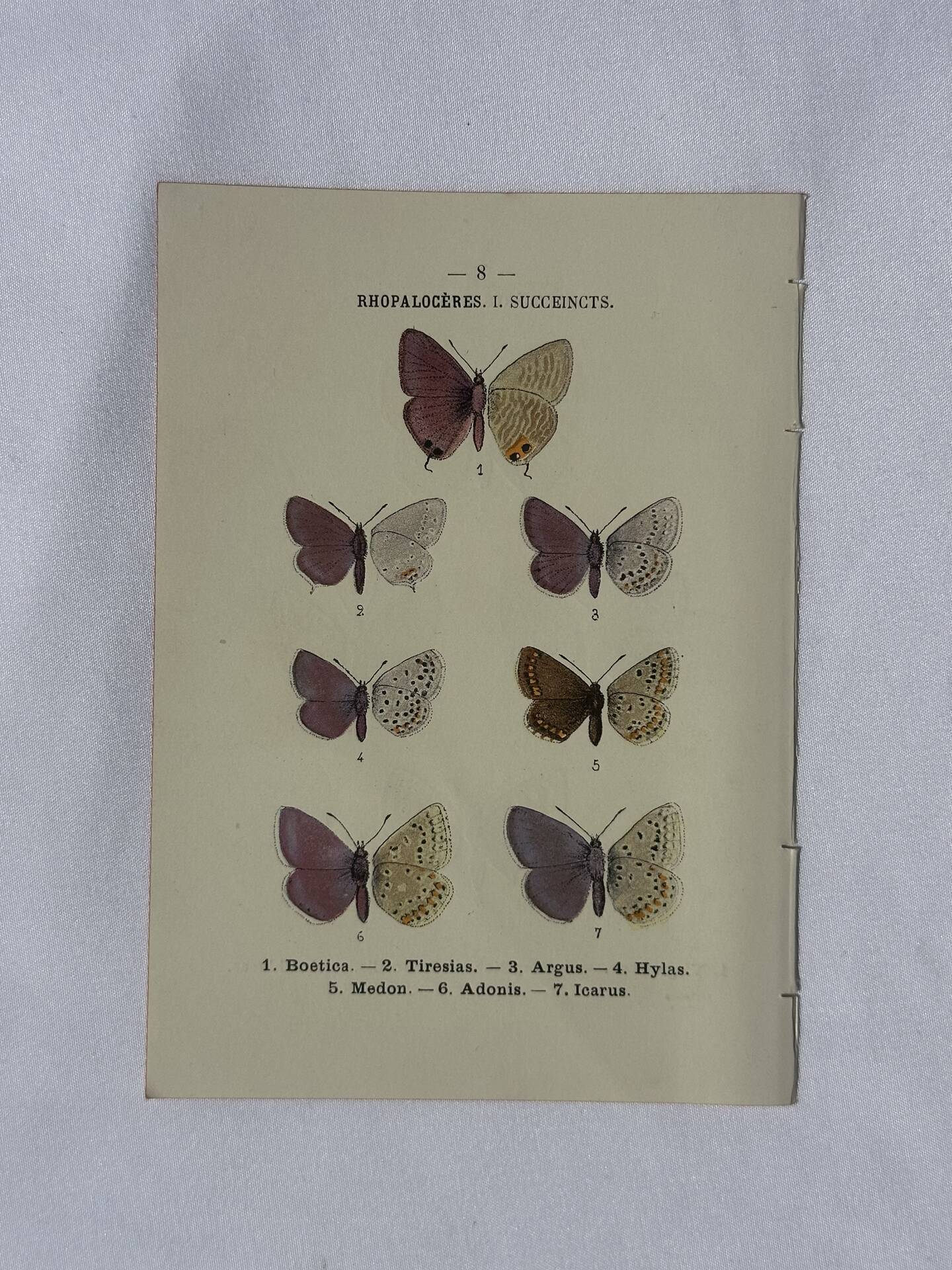 Planche Botanique Gravure Papillon naturaliste ancienne 19eme