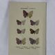 Planche Botanique Gravure Papillon naturaliste ancienne 19eme