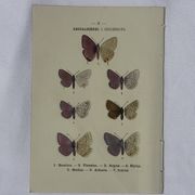 🦋 Botanical Plate Engraving of a Butterfly, 19th Century Naturalist