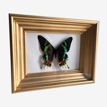 Naturalized butterfly gold frame