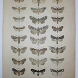 Old engraving of Butterflies - Lithograph from 1887 - Corticea - Original vintage illustration