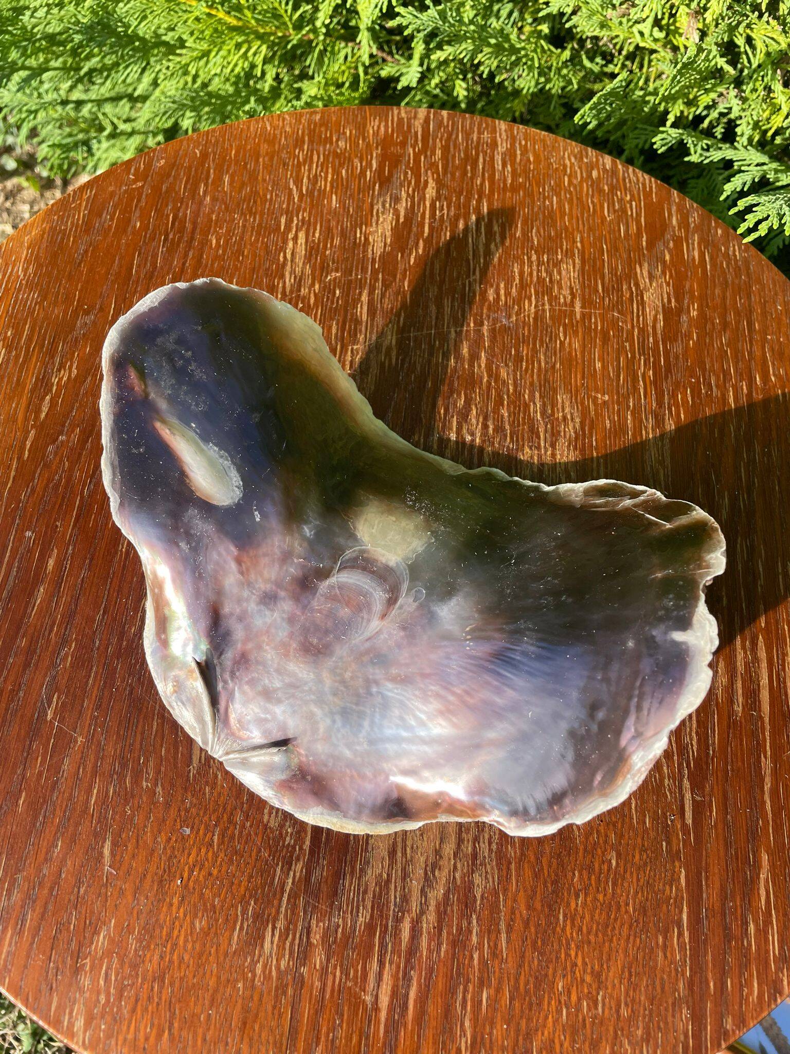 Large seashell: Placuna
