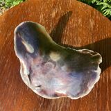Large seashell: Placuna