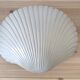 Pair of shell wall lights by Michèle Mahé, 1960s