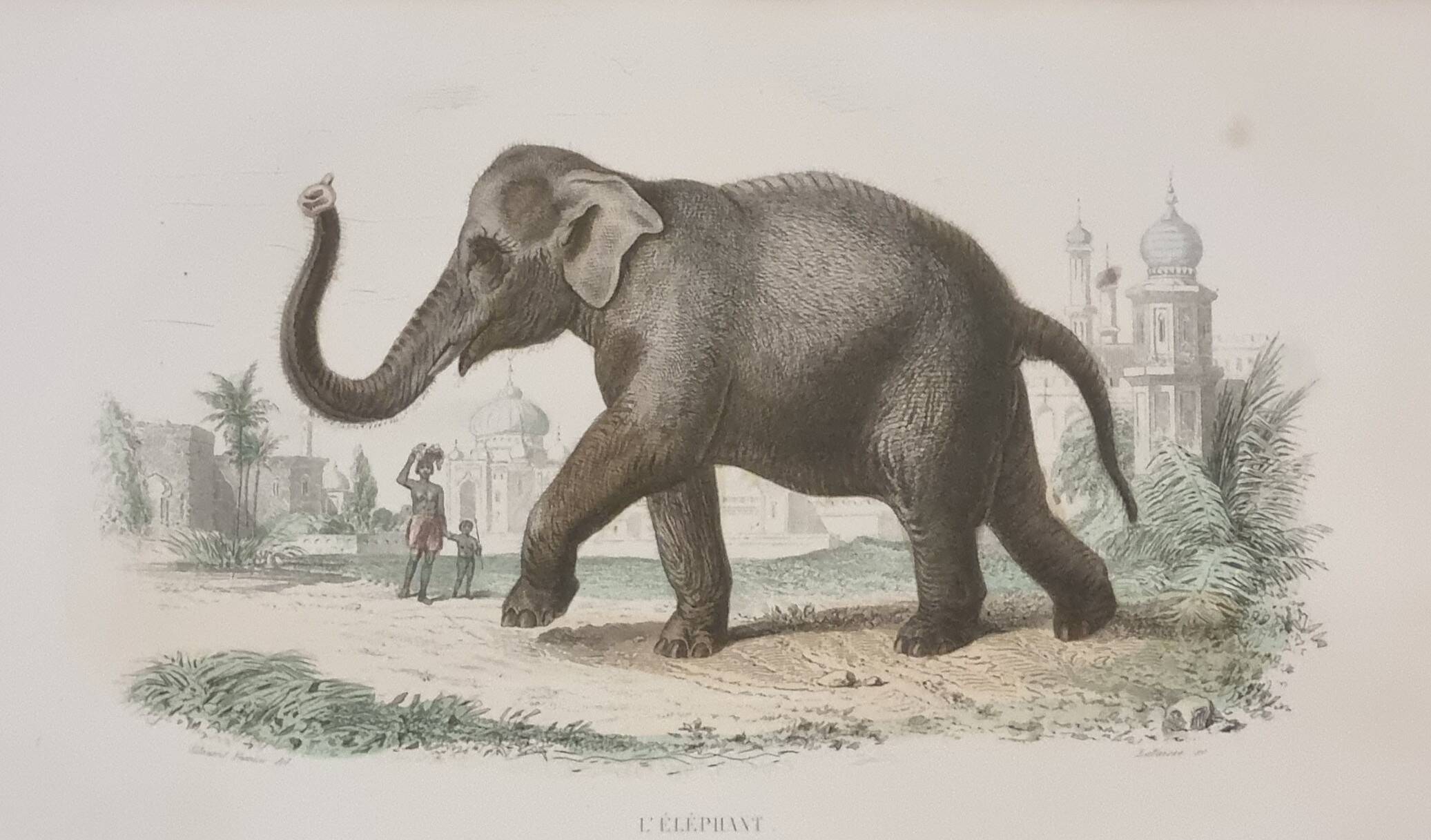 Framed vintage gravure of an Asian elephant, natural history, 19th century, 23x32 cm.