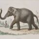 Framed vintage gravure of an Asian elephant, natural history, 19th century, 23x32 cm.