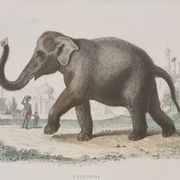 Framed vintage gravure of an Asian elephant, natural history, 19th century, 23x32 cm.