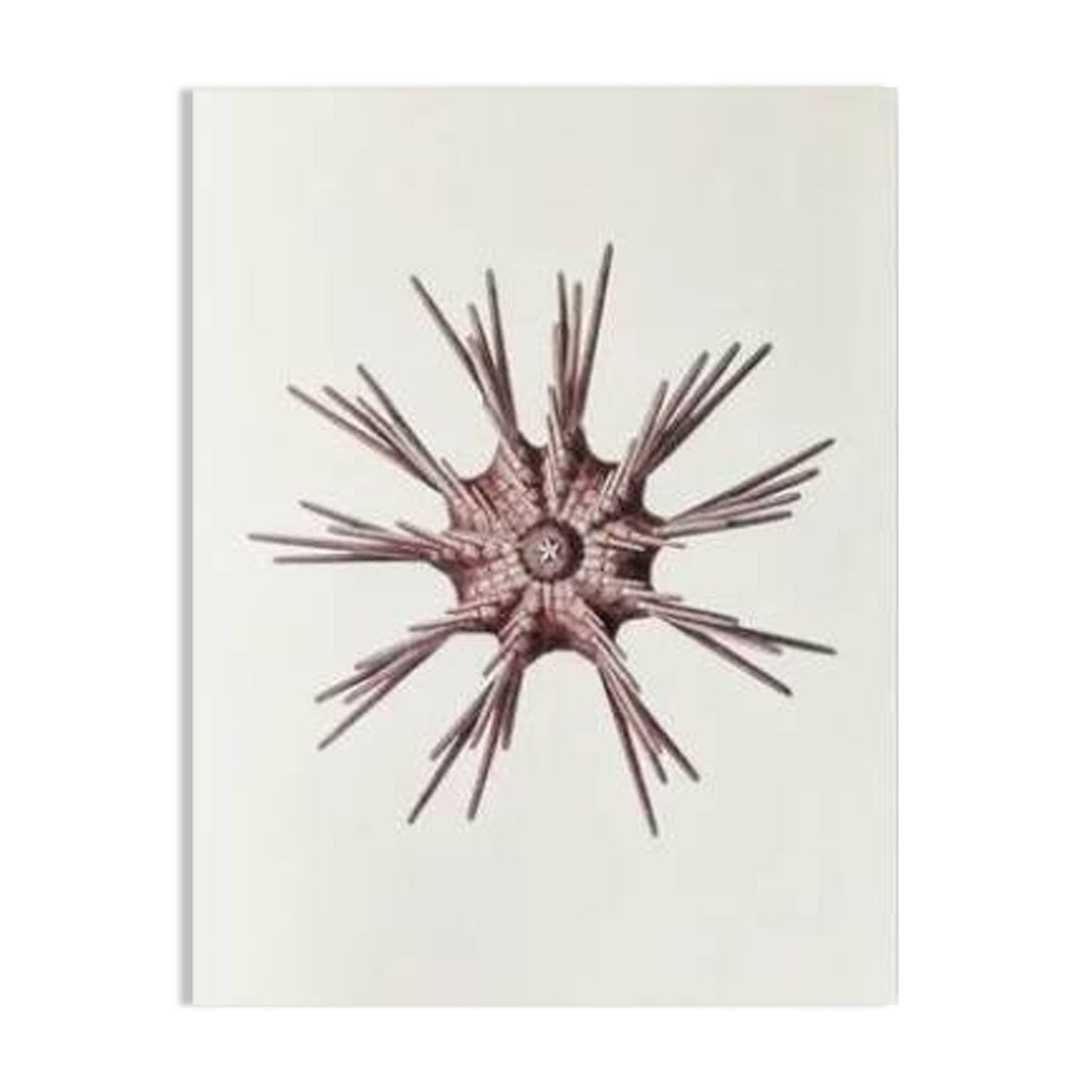 Plates of the bestiary from the Natural History Museum The sea urchin