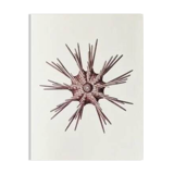 Plates of the bestiary from the Natural History Museum The sea urchin