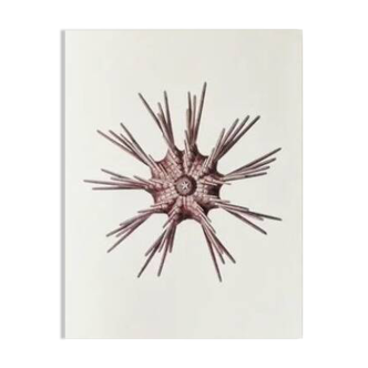 Plates of the bestiary from the Natural History Museum The sea urchin