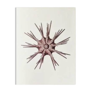 Plates of the bestiary from the Natural History Museum The sea urchin