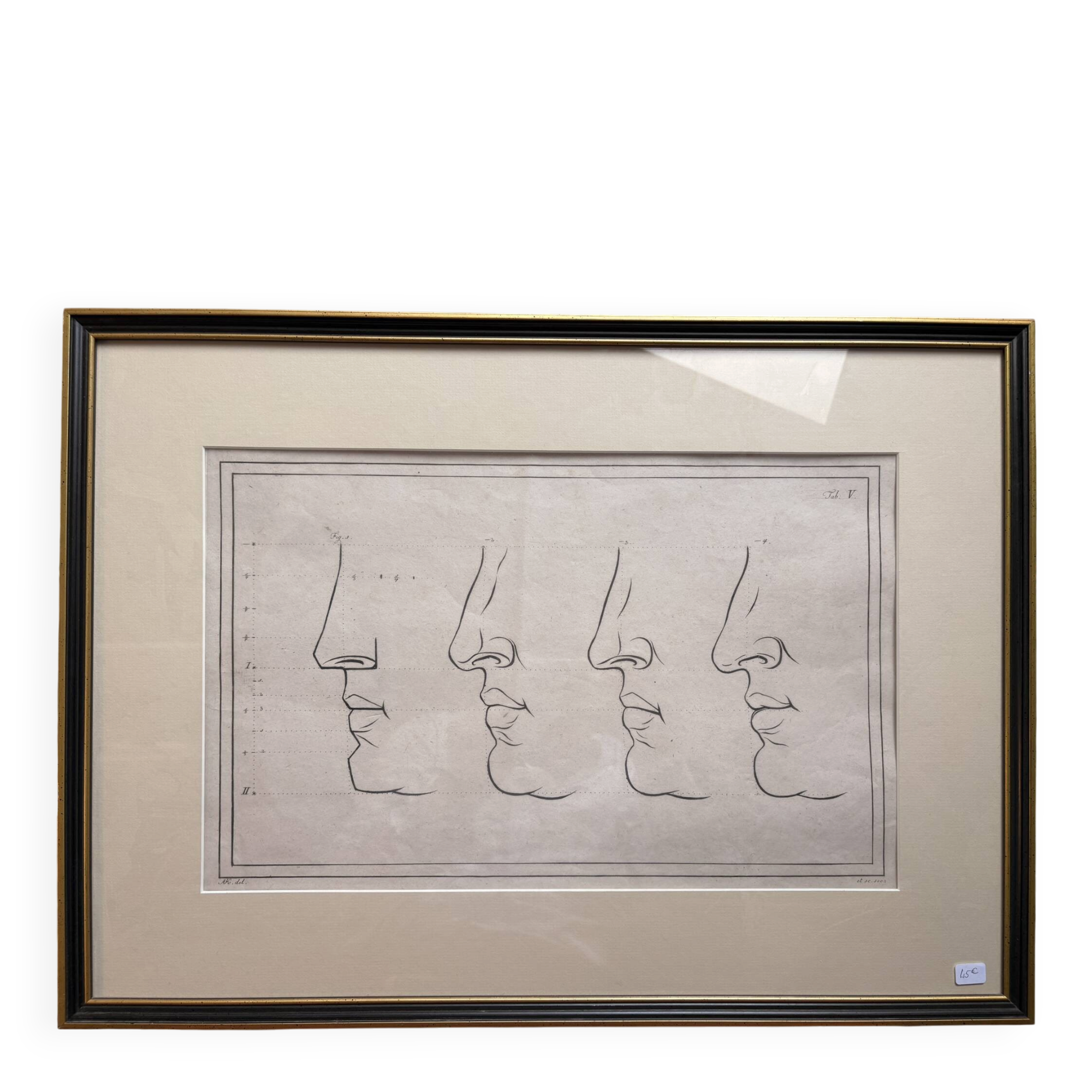 Old Print Engraving 19th Century Anatomy Nose Mouth Plate Head Morphology