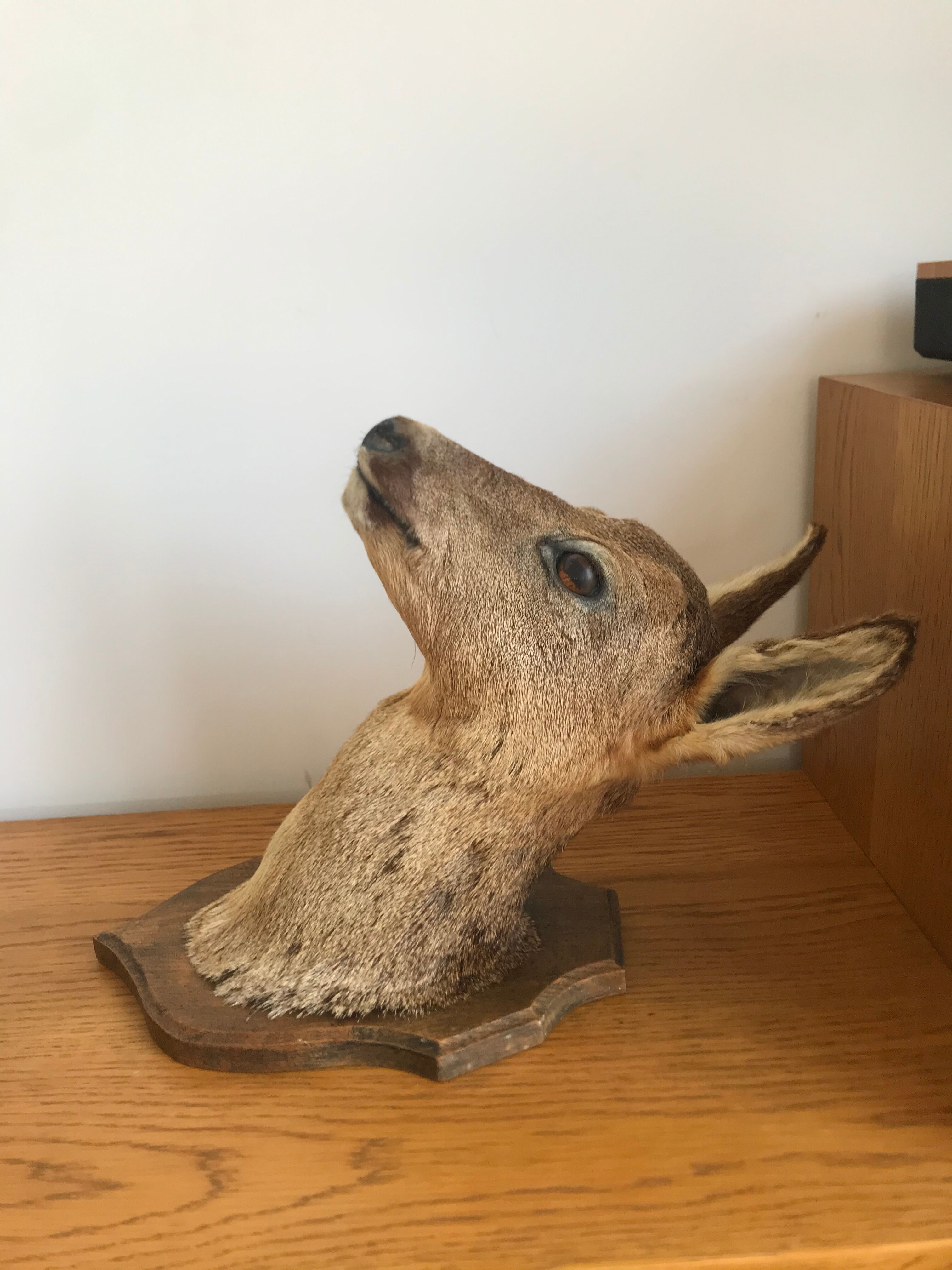 Taxidermy deer head