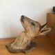 Taxidermy deer head