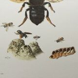 Antique illustration "Insects", Vintage print, 1960s