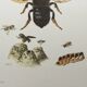 Illustration ancienne "Insectes", années 60