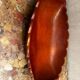 Vintage Red Carved Wooden Bowl / Pocket Dish - 41 / 25 / H 8 cm