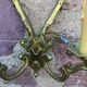 Pair of crystal stamps Louis XV golden bronze
