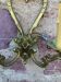 Pair of crystal stamps Louis XV golden bronze