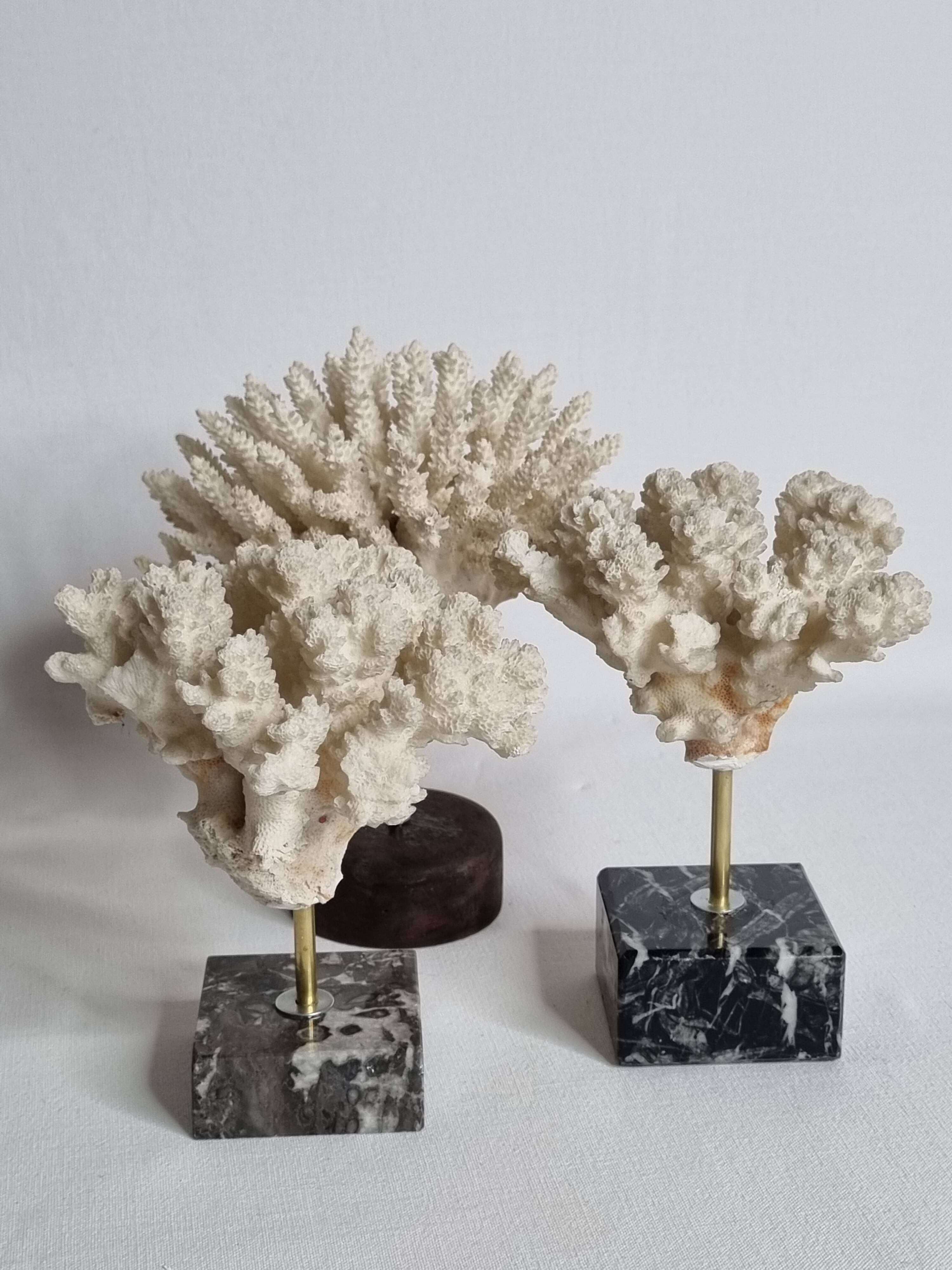 Set of three old white corals on base, 16 cm