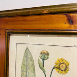 Cadre en bois et herbier ancien