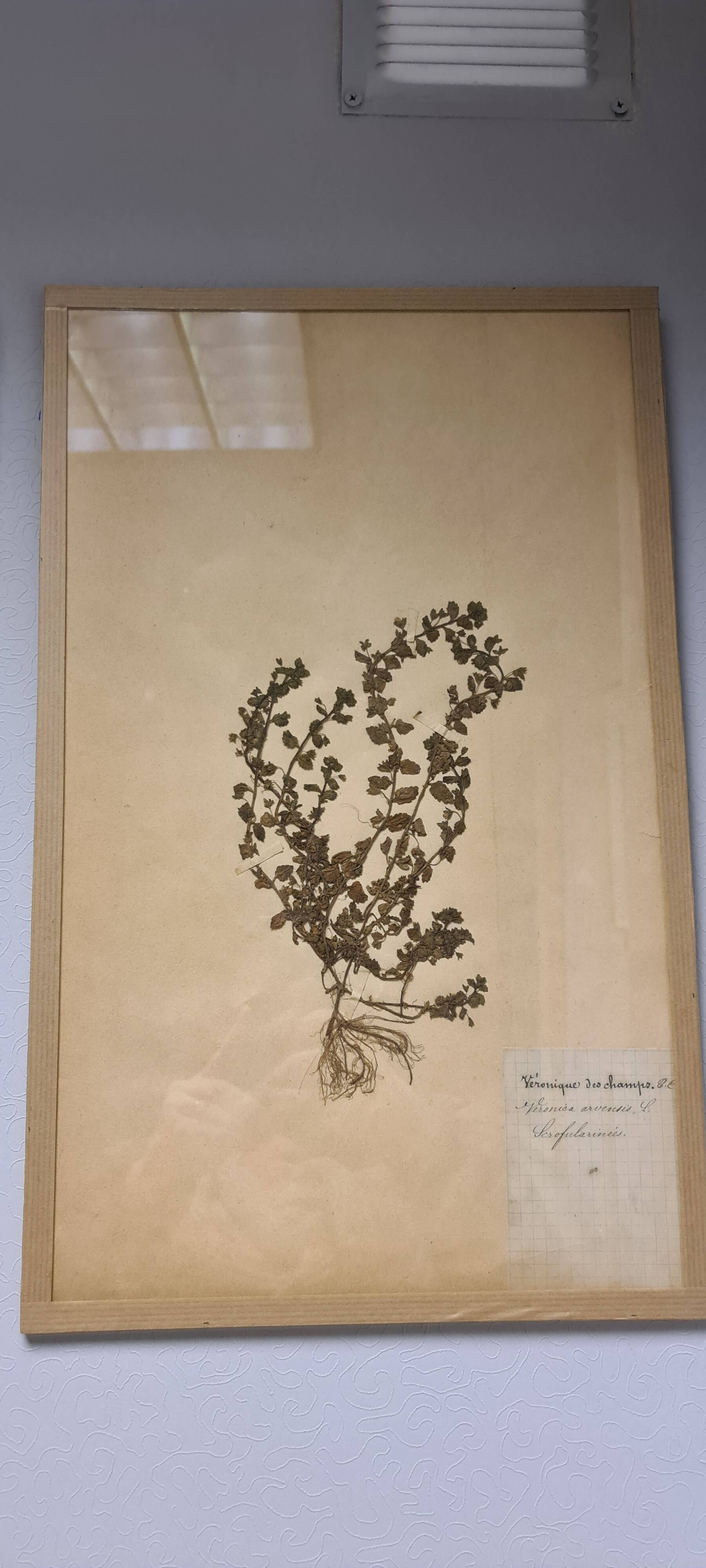 Herbier, 19th