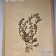 Herbier, 19th